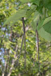 Southern catalpa